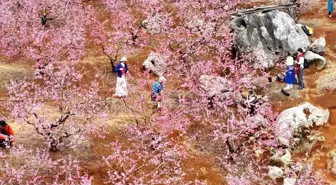 Çin'de İlkbahar Coşkusu Doğada Karşılanıyor