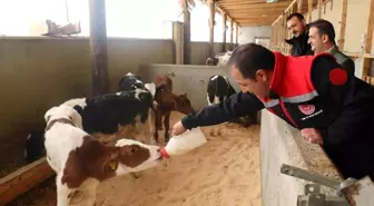 Erzincan'da Büyükbaş Hayvancılıkta Arilik Belgesi Çalışmaları Hızlandı