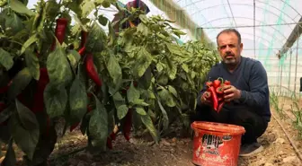 Hatay'da Zirai Don Afeti Kapya Biber Fiyatlarını Yükseltti