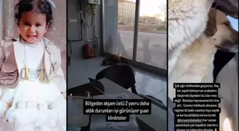 Rana'yı hayattan koparan köpekler kaçırıldı mı? İnfial yaratan görüntüler