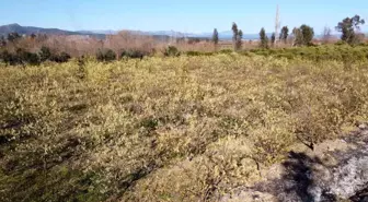 Adana'da Zirai Don, Narenciye ve Marul Üreticilerini Vuruyor