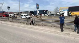 Sakarya'da Tosun Trafiği Alt Üst Etti