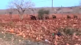 Şanlıurfa'da Fıstık Tarlasındaki Domuz Sürüsü Korkuttu