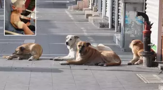 Küçük çocuk, sokak köpeğinin saldırısında ölümden döndü