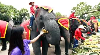 Tayland'da Ulusal Fil Günü Coşkuyla Kutlandı