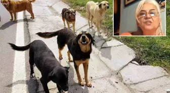 Hayvanlara Adalet Derneği Başkanı'ndan skandal sözler: Keşke köpekler, görevlilerin boynunu koparsa