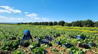 Tarım Ürünleri Üretici Fiyat Endeksi Yıllık Yüzde 29,89 Arttı