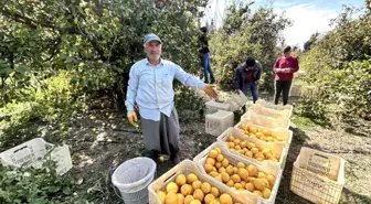 Hatay'da Çiftçiler Zirai Dondan Korunarak Limon Hasadı Yapıyor