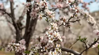 Adıyaman'da Badem Bahçeleri Beyaza Büründü