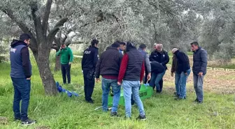 Trafik Kazası Sonrası Bunalıma Giren Adam Zeytin Bahçesinde Ölü Bulundu