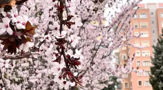 Konya'daki Kar Yağışı Meyve Ağaçlarını Olumsuz Etkiledi