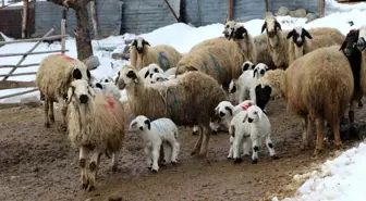 Besiciler Zorlu Kış Koşullarında Hayvanlarına Sahip Çıkıyor