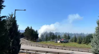 Kocaeli'de Ağaç Budama Çalışmaları Tepki Çekti