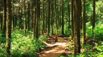 Orman Haftası ne zaman 2025? Orman Haftası nasıl kutlanır?