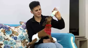 Eskişehirli Çiftçinin Bebek Gibi Beslediği Keçi Yavrusu
