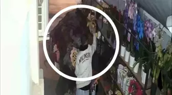 Samsun'da Çiçekçiyi Soyan Hırsızlar Güvenlik Kamerasında