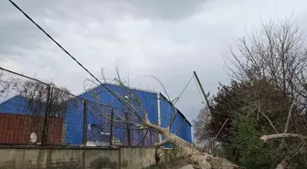İnegöl'de Lodos Ağaçları Devirdi, Elektrik Kesintisi Yaşandı
