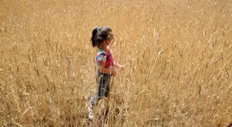 2025/2026 Tahıl Üretimi 2 Milyar 368 Milyon Ton Olacak
