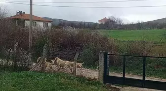 Kırşehir'de Başıboş Sokak Köpekleri Vatandaşları Tedirgin Ediyor