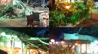 Mersin'de Devasa Ağaç Devrildi, 2 Kişi Yaralandı
