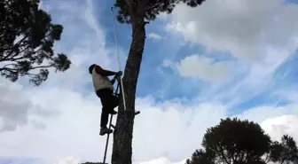 Çam Fıstığı Hasadı Zor Şartlarda Devam Ediyor