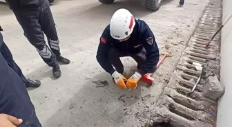 Şanlıurfa'da Yavru Kedi Mazgaldan Kurtarıldı