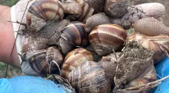 Toprak yumuşayınca çıkmaya başladılar, dolması yapılıyor! Günlük 2 bin lira kazanan var