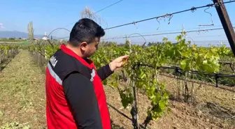 Manisa'da Don Olayı Üzüm Bağlarına Zarar Verdi