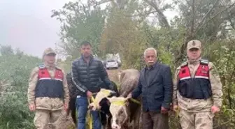 Kilis'te Büyükbaş Hayvan Hırsızlığı İki Şüpheli Yakalandı