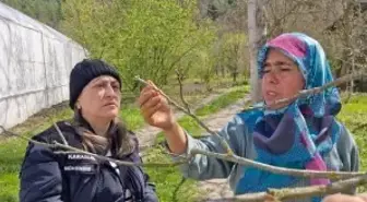 Karabük'te Don Olayı Sonrası Zarar Tespit Çalışmaları Başlatıldı
