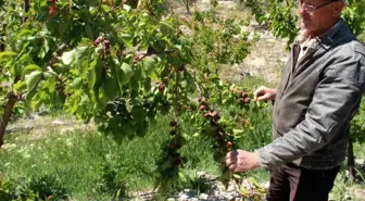 Mersin'in Mut İlçesinde Zirai Don Hasarı Yüzde 30