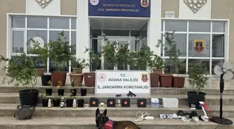 Adana'da Kenevir Yetiştiren 4 Zanlı Gözaltına Alındı