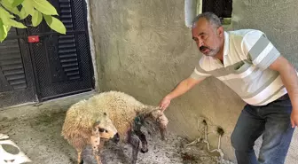 Başibos Köpekler Küçükbaş Hayvanlara Saldırdı: 5 Koyun Telef Oldu