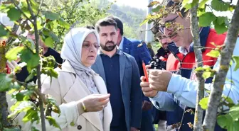 Düzce Milletvekili Ayşe Keşir'den Çiftçilere TARSİM Tavsiyesi