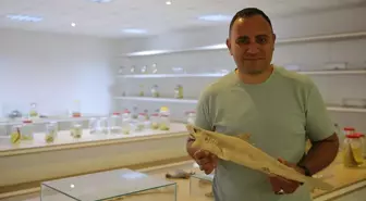 Köpek Balıkları Kıyılarda Normal Durum, Uzmanlardan Açıklama