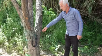 Antalya'da Bahçeye Saran Yılan İtfaiye Tarafından Kurtarıldı