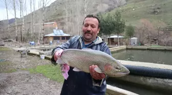 Bayburt'ta Gökkuşağı Alabalıklarında Yavru Üretimi Başladı