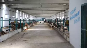 Erzurum'da Modern Hayvancılıkla Tanışan Besici Osman Tanhaş'ın Başarısı