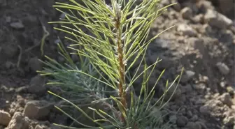 Beypazarı'nda Ağaçlandırma Çalışmaları Devam Ediyor