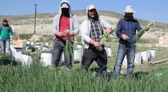 Beypazarı'nda Yeşil Soğan Hasadı Devam Ediyor