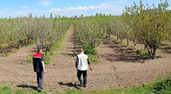 Beyşehir'deki Meyve Bahçeleri Hastalık ve Zararlılara Karşı İzleniyor