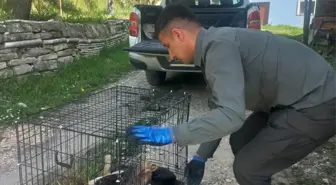 Yaralı Leylek Göynük'te Tedavi Altına Alındı