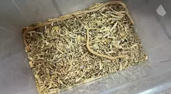 Bursa'da Yasa Dışı Egzotik Hayvanlar Koruma Altına Alındı