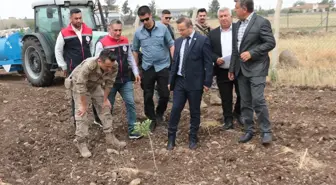 Cizre'de Fıstıkçılık Projesi Uygulanıyor