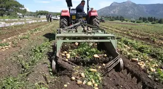 Datça'da Turfanda Patates Hasadı Başladı