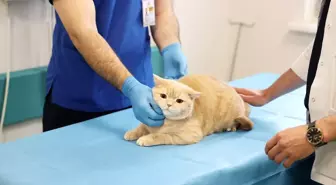 Balkondan Düşen Kedi 'Hani' Sağlığına Kavuştu