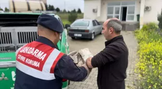 Yaralı Kaya Kartalı Tedavi Altına Alındı