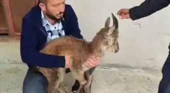 Yaralı Yaban Keçisi Doğa Koruma Ekiplerine Teslim Edildi