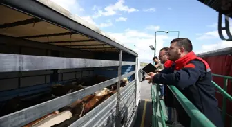 Doğu Anadolu'dan Batı İllere Kurbanlık Hayvan Sevkiyatı Başladı