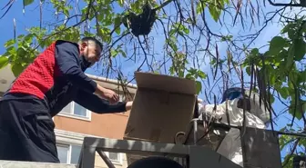 Edirne'de Engelli Öğrencilerin Yanındaki Ağaca Oğul Veren Arılar Toplandı